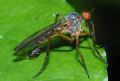 Empis (Xanthempis) scutellata